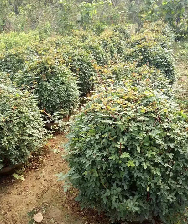 月(yuè)季球